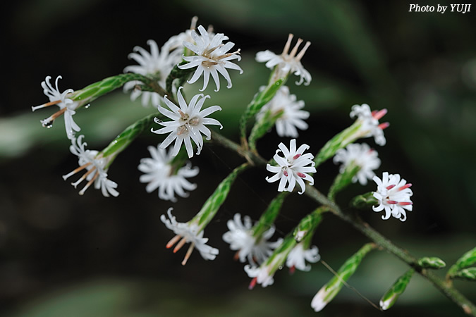 オキナワテイショウソウ(オキナワハグマ、マルバハグマ) Ainsliaea macroclinidioides var. okinawensis 