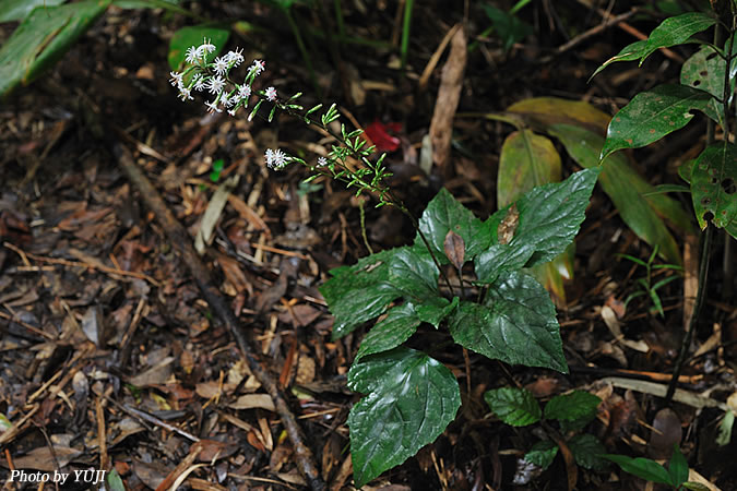 オキナワテイショウソウ(オキナワハグマ、マルバハグマ) Ainsliaea macroclinidioides var. okinawensis 