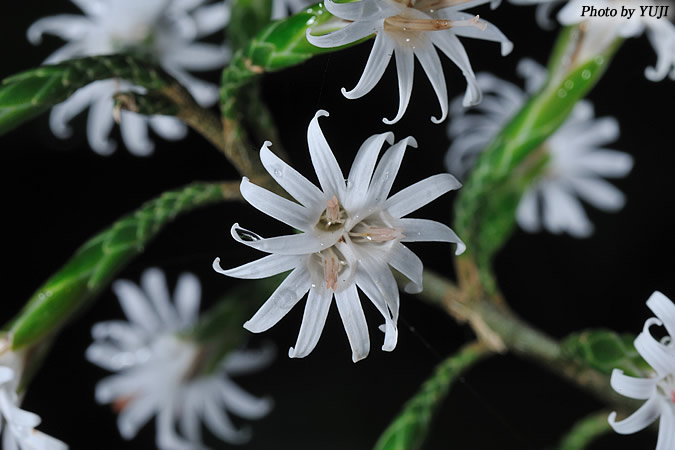 オキナワテイショウソウ(オキナワハグマ、マルバハグマ) Ainsliaea macroclinidioides var. okinawensis 