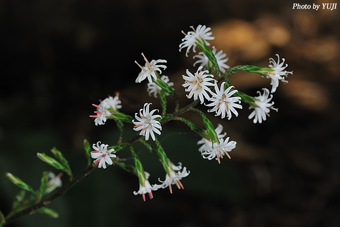 オキナワテイショウソウ(オキナワハグマ、マルバハグマ) Ainsliaea macroclinidioides var. okinawensis 