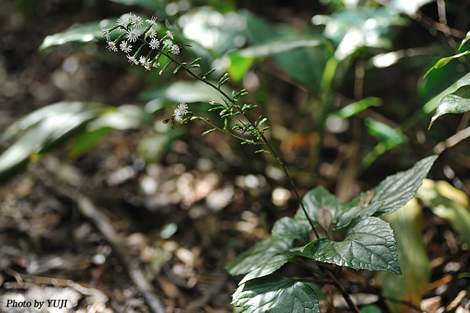 オキナワテイショウソウ(オキナワハグマ、マルバハグマ) Ainsliaea macroclinidioides var. okinawensis 