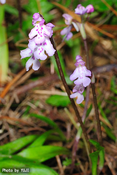 オキナワチドリ Amitostigma lepidum