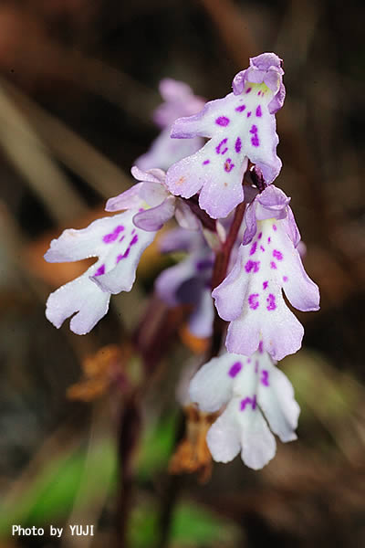 オキナワチドリ Amitostigma lepidum