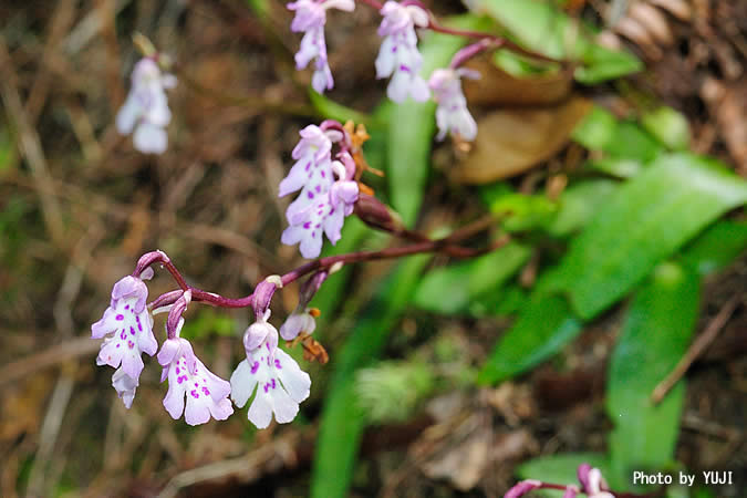 オキナワチドリ Amitostigma lepidum