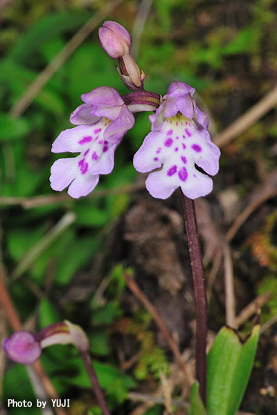 オキナワチドリ Amitostigma lepidum