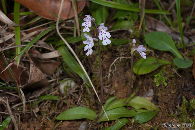 オキナワチドリ Amitostigma lepidum