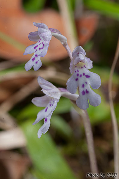 オキナワチドリ Amitostigma lepidum