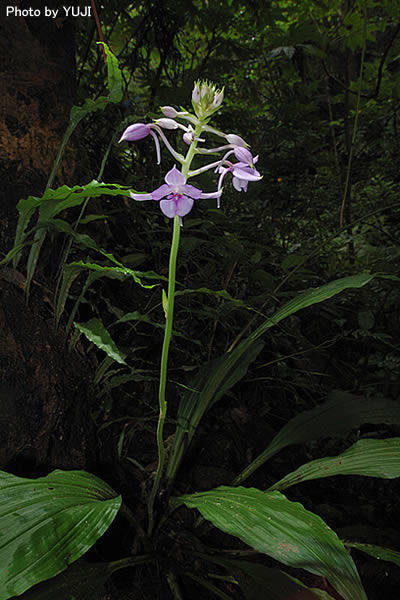 オナガエビネ Calanthe masuca