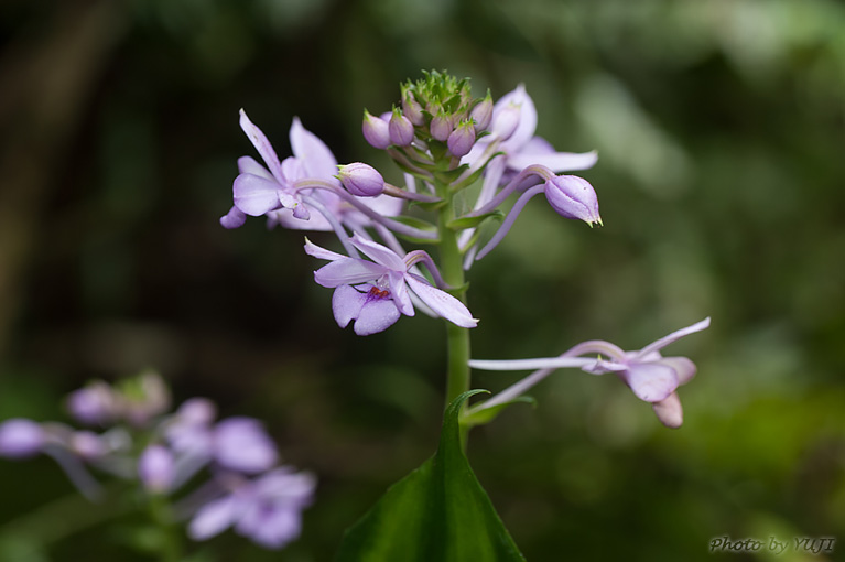 オナガエビネ Calanthe masuca