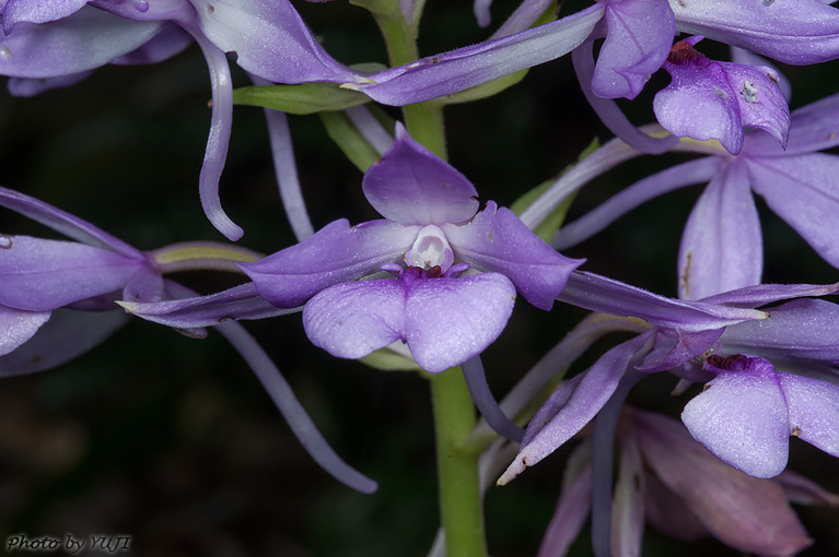 オナガエビネ Calanthe masuca