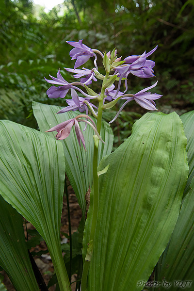 オナガエビネ Calanthe masuca