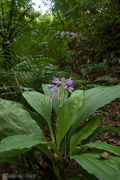 オナガエビネ Calanthe masuca