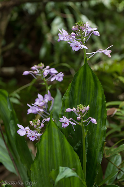 オナガエビネ Calanthe masuca