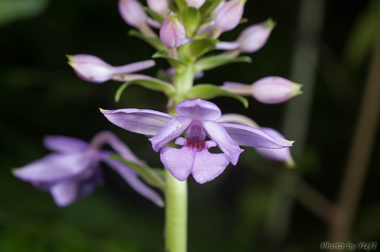 オナガエビネ Calanthe masuca