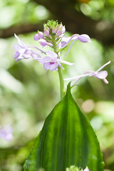 オナガエビネ Calanthe masuca