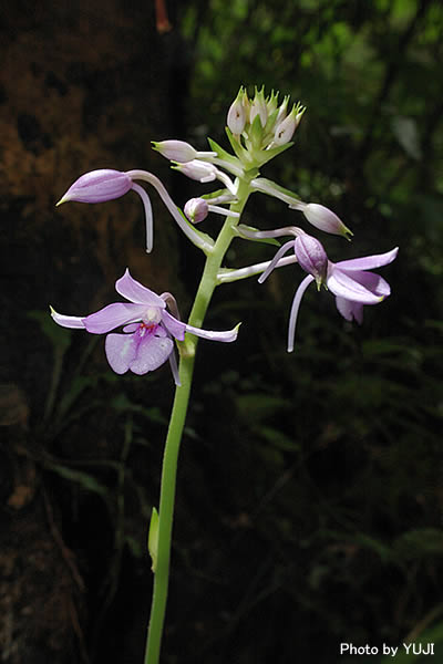 オナガエビネ Calanthe masuca