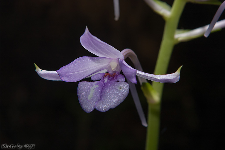 オナガエビネ Calanthe masuca