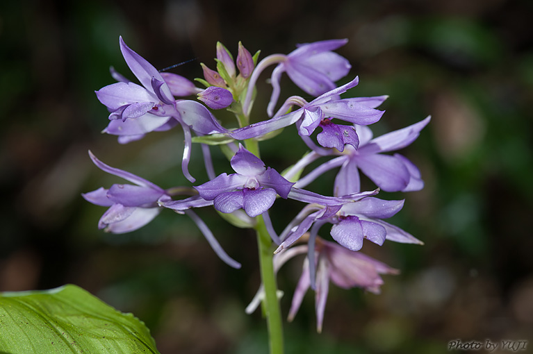 オナガエビネ Calanthe masuca