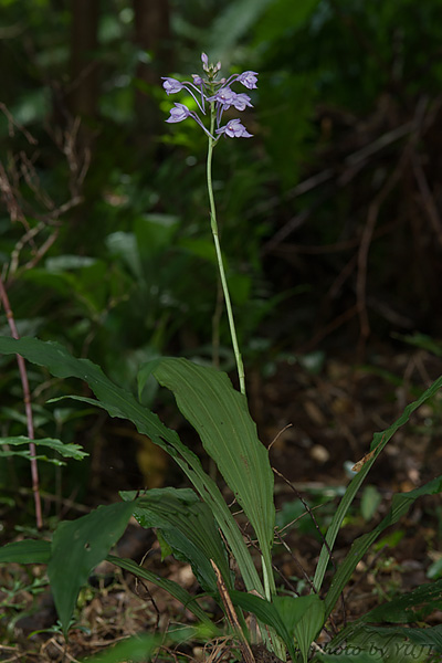 オナガエビネ Calanthe masuca