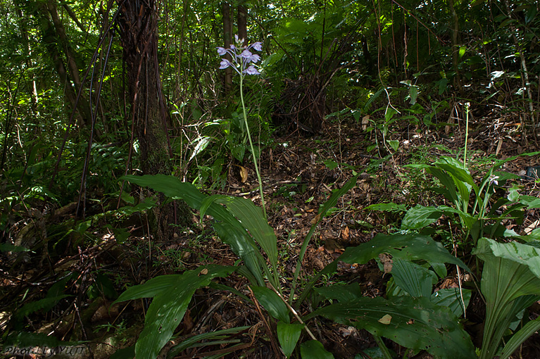 オナガエビネ Calanthe masuca