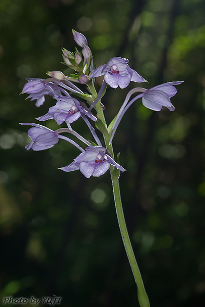 オナガエビネ Calanthe masuca