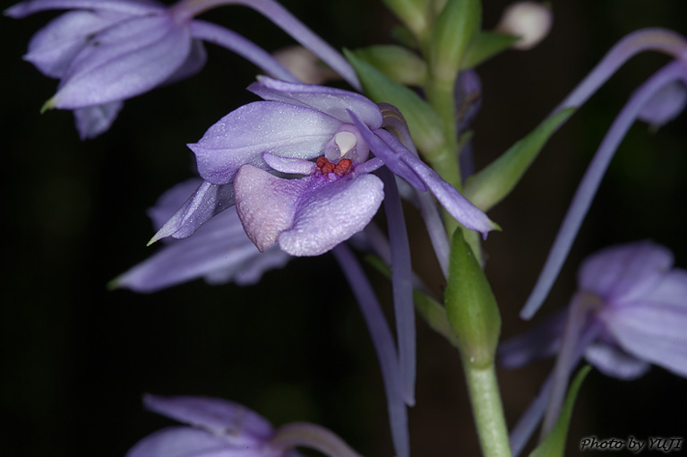 オナガエビネ Calanthe masuca