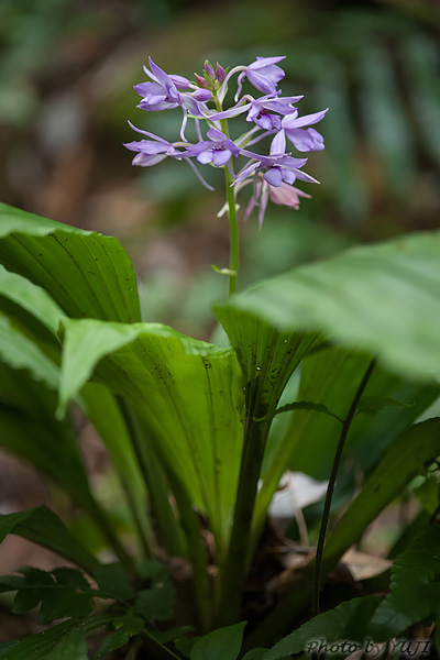 オナガエビネ Calanthe masuca