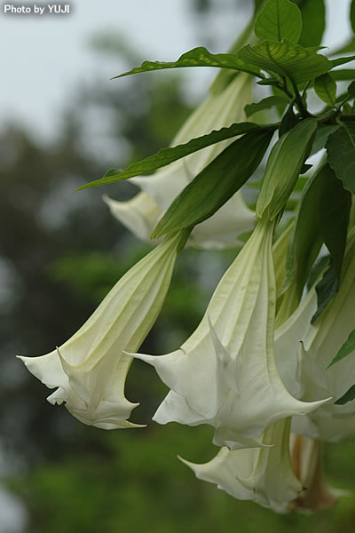 オオバナチョウセンアサガオ(キダチチョウセンアサガオ） Datura suaveolens