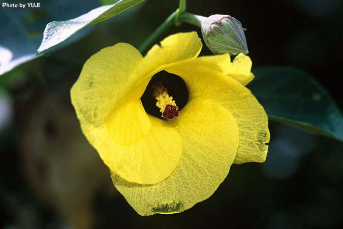 オオハマボウ Hibiscus tiliaceus