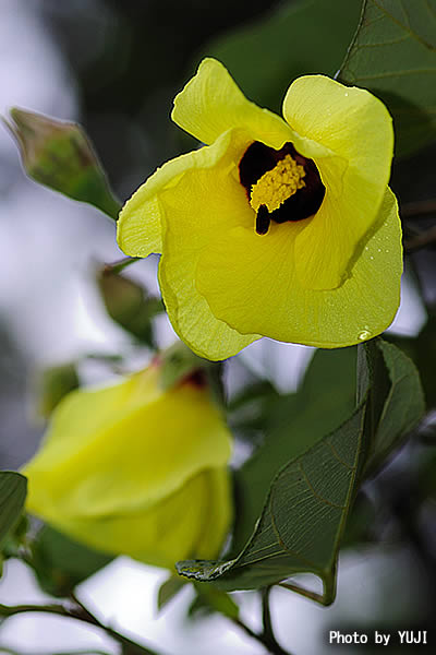 オオハマボウ Hibiscus tiliaceus