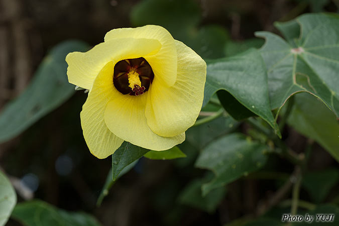 オオハマボウ Hibiscus tiliaceus