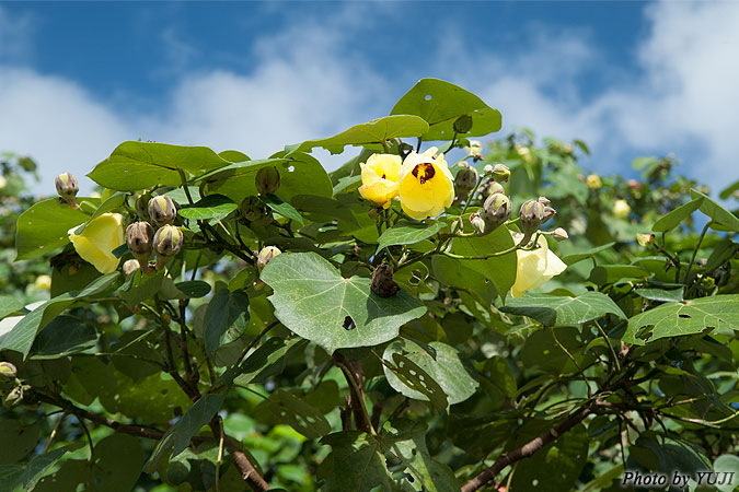 オオハマボウ Hibiscus tiliaceus