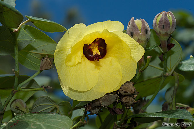 オオハマボウ Hibiscus tiliaceus