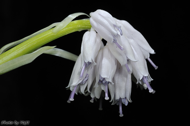 オオシロショウジョウバカマ Helonias leucantha