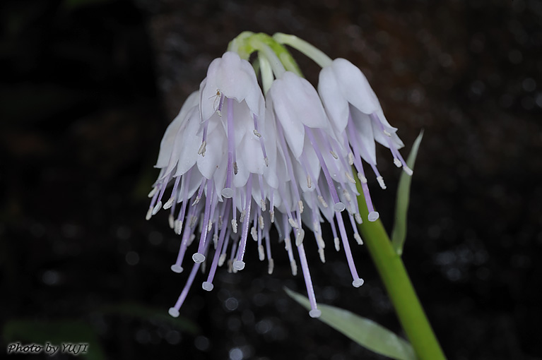 オオシロショウジョウバカマ Helonias leucantha