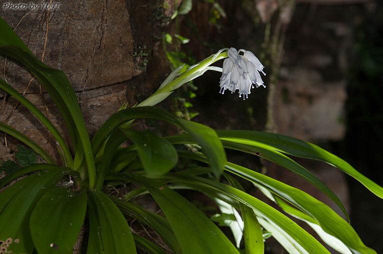 オオシロショウジョウバカマ Helonias leucantha