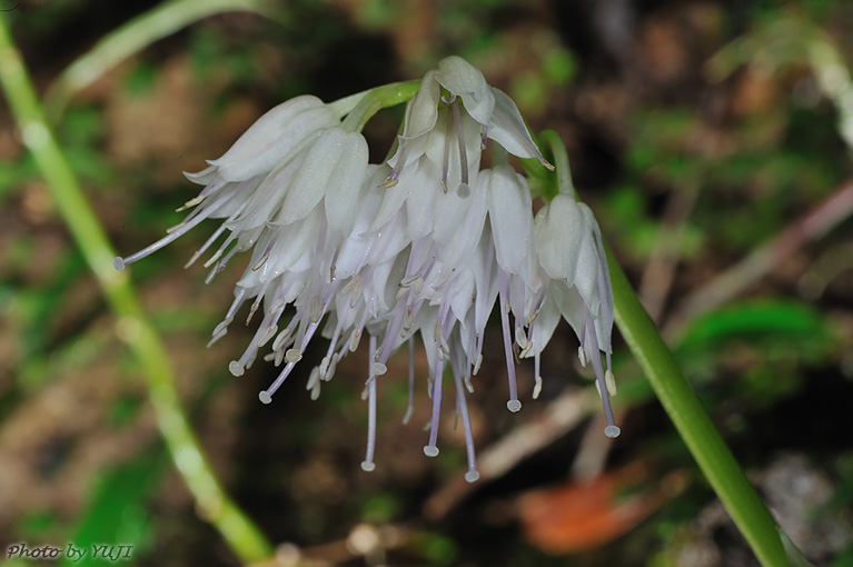 オオシロショウジョウバカマ Helonias leucantha