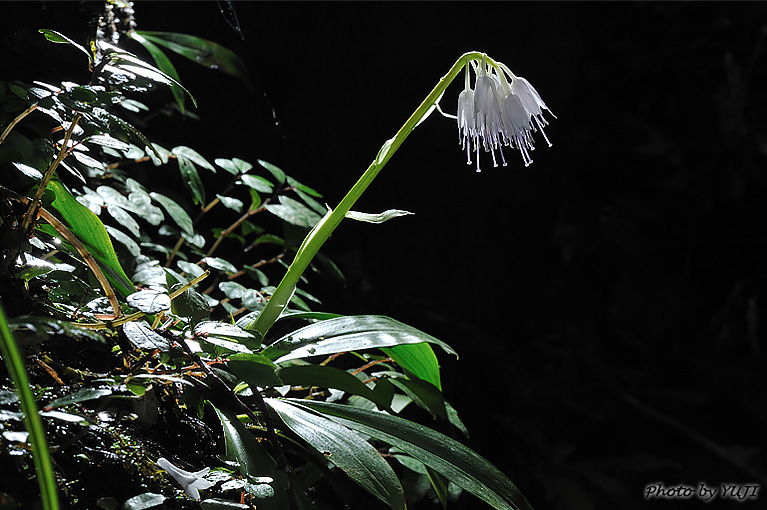 オオシロショウジョウバカマ Helonias leucantha