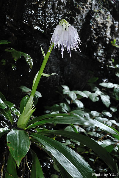 オオシロショウジョウバカマ Helonias leucantha