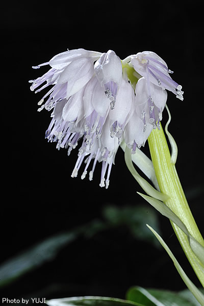 オオシロショウジョウバカマ Helonias leucantha