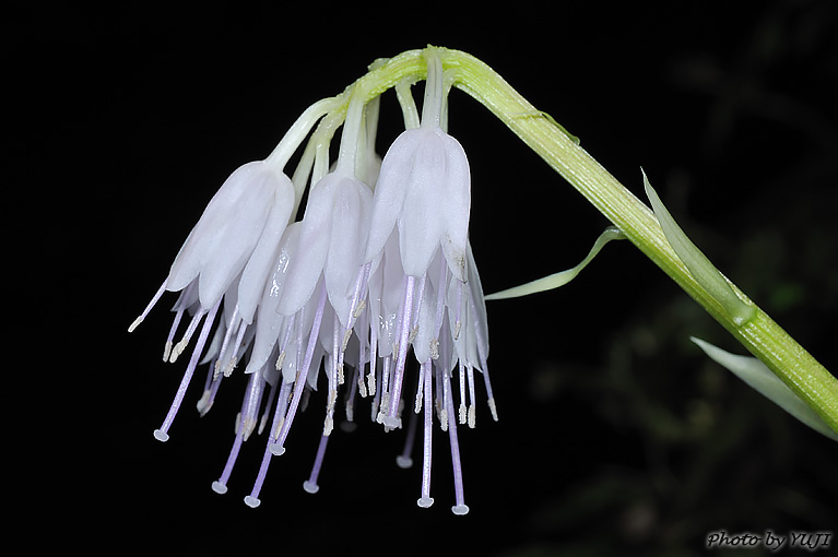 オオシロショウジョウバカマ Helonias leucantha