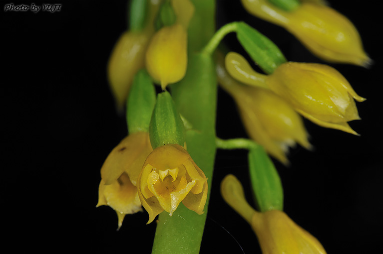 レンギョウエビネ Calanthe lyroglossa