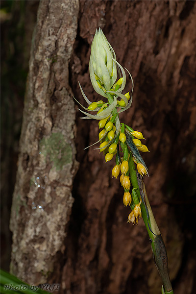 レンギョウエビネ Calanthe lyroglossa