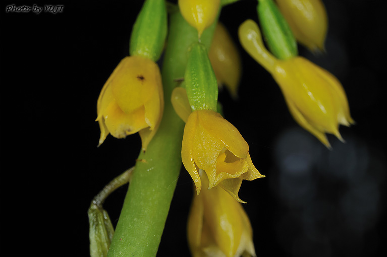 レンギョウエビネ Calanthe lyroglossa