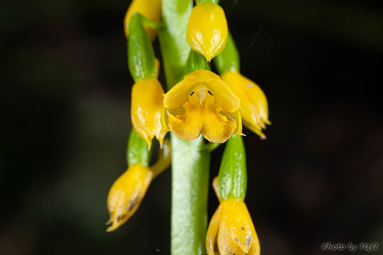 レンギョウエビネ Calanthe lyroglossa