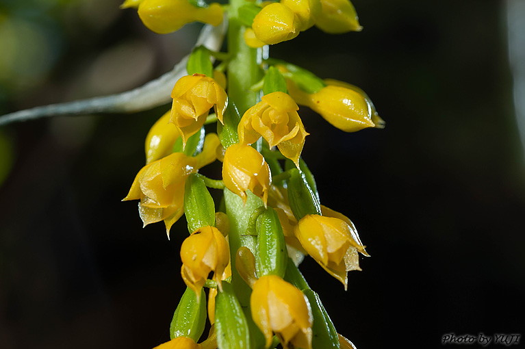 レンギョウエビネ Calanthe lyroglossa