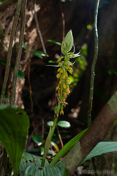 レンギョウエビネ Calanthe lyroglossa