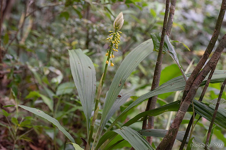 レンギョウエビネ Calanthe lyroglossa