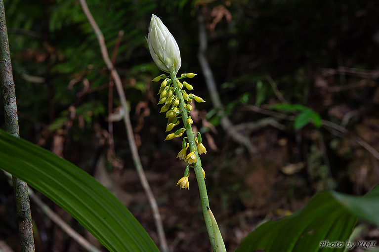 レンギョウエビネ Calanthe lyroglossa