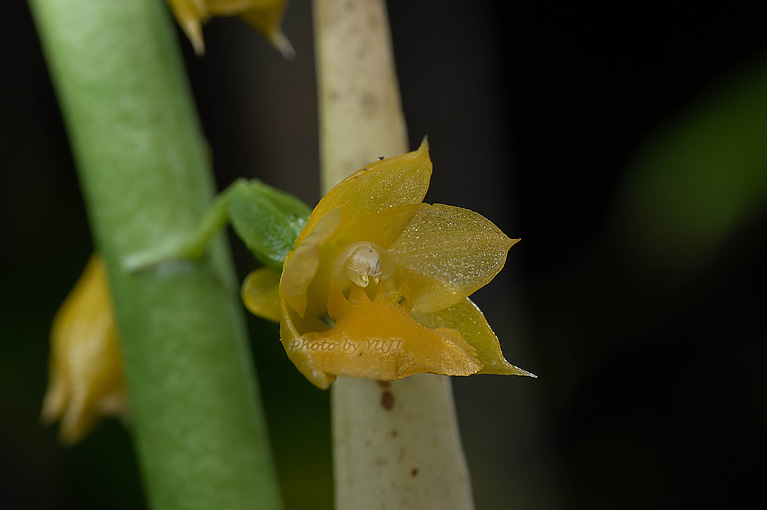 レンギョウエビネ Calanthe lyroglossa